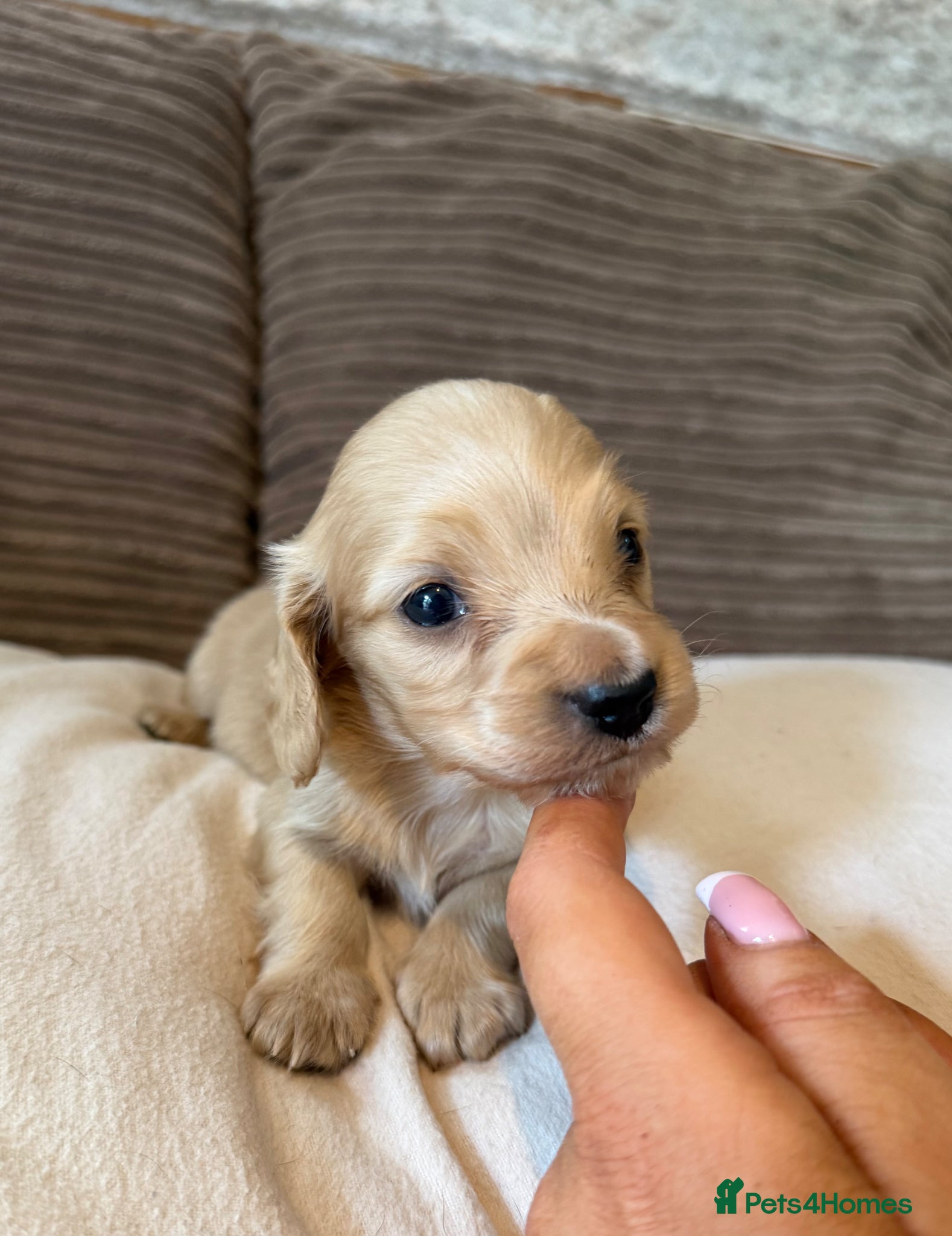 Miniature Dachshund dogs for sale: Miniature longhaired dachshunds  - Advert 2