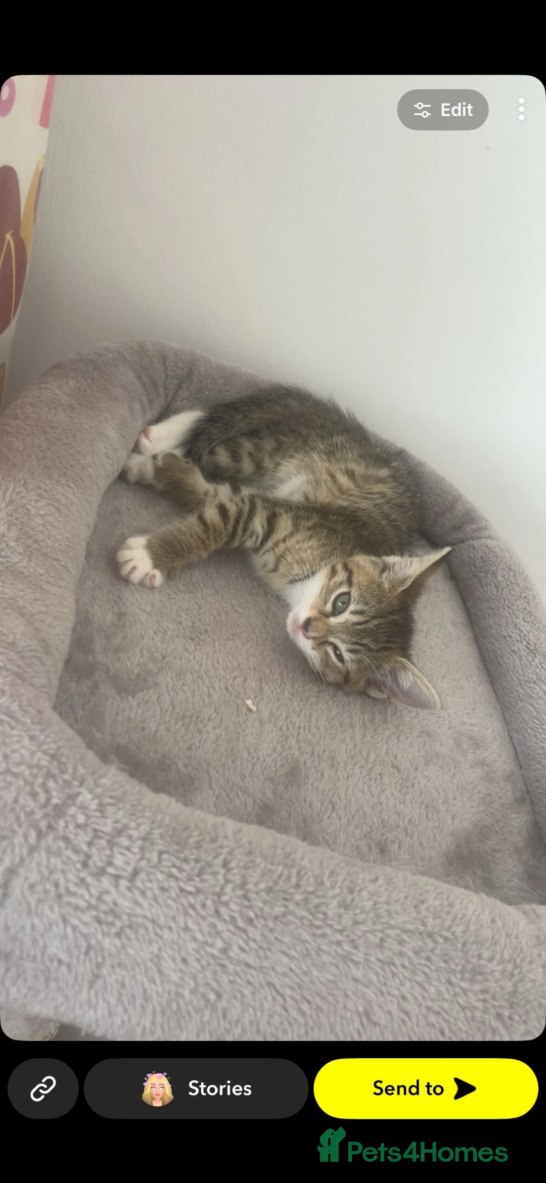 Mixed Breed cats for sale: Beautiful tabby kitten for sale  - Advert 2