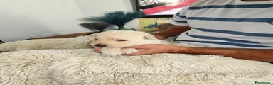 German Shepherd 5