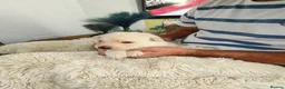 German Shepherd dogs for sale: GSD pups for sale - Advert 5