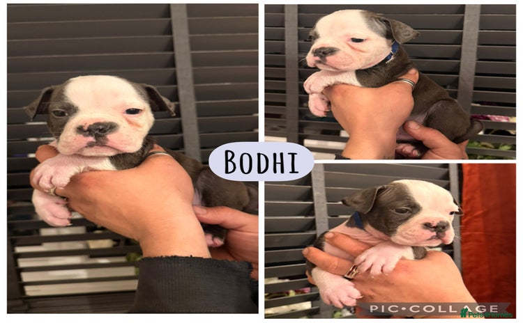 Olde English Bulldogge dogs - Advert 5