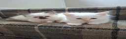 Birman cats for sale: Beautiful Birman kittens - Advert 3