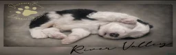 Old English Sheepdog dogs for sale: Fully health tested RKC Old English Sheepdog  - Advert 22