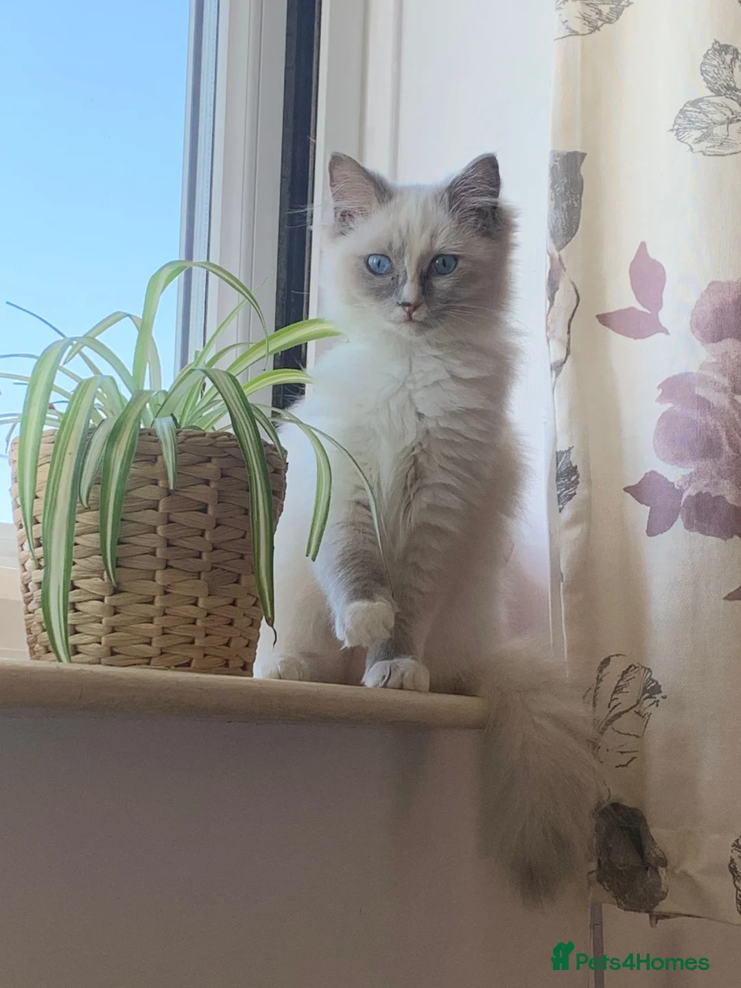 Ragdoll cats for sale: 6 months old ragdoll - Advert 2