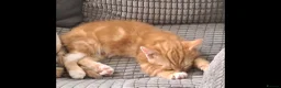 Mixed Breed cats for sale: 2 kittens available 1 boy 1 girl - Advert 3