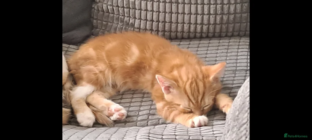 Mixed Breed cats for sale: 2 kittens available 1 boy 1 girl - Advert 3