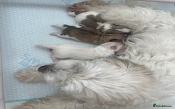 Malshi dogs for sale: Adorable Hypoallergenic Puppies- Waiting List Open - Image 2