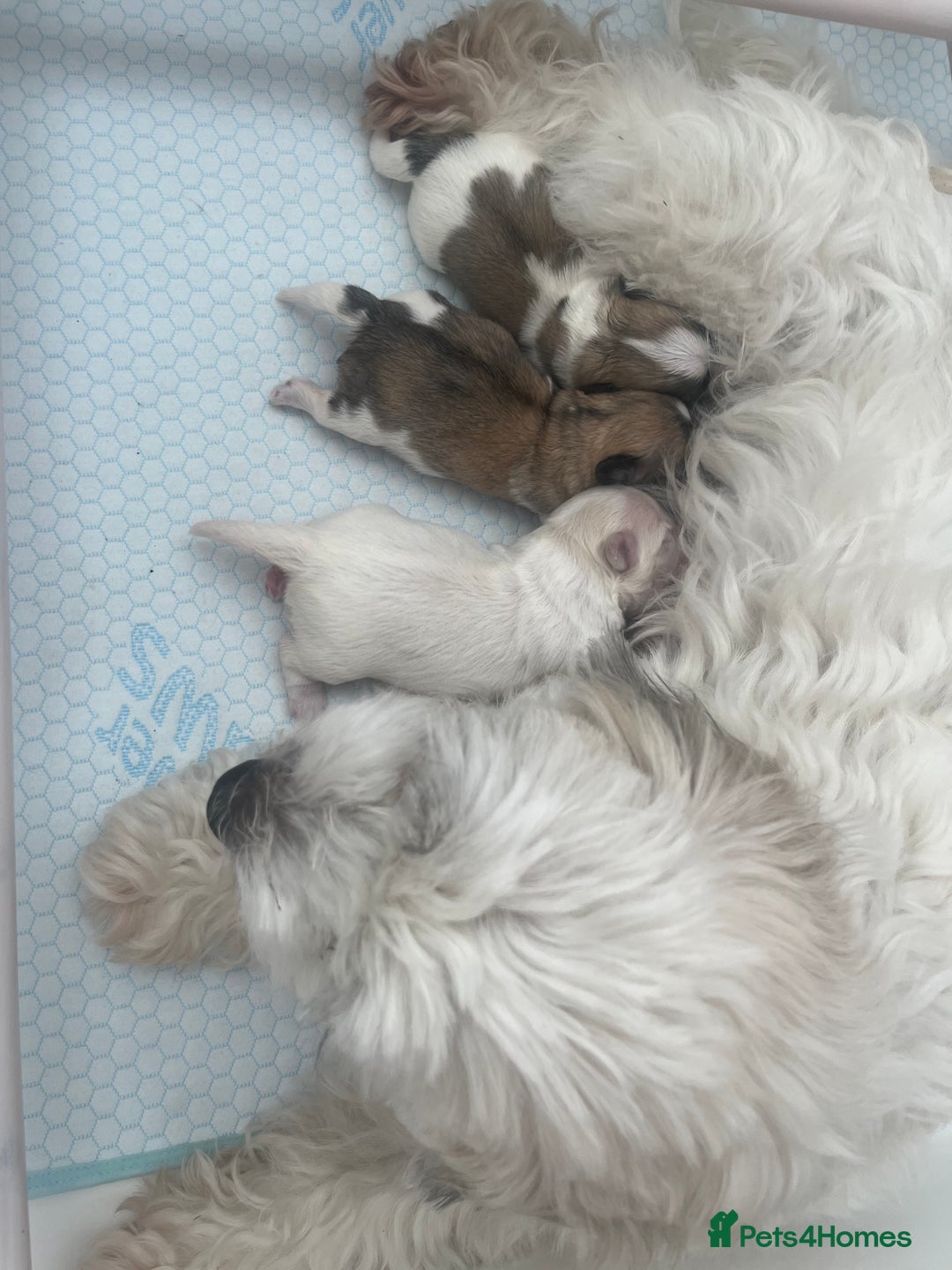 Malshi dogs for sale: Adorable Hypoallergenic Puppies- Waiting List Open - Image 2