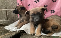 Belgian Shepherd Dog dogs for sale: Belgian shepherd puppies - Image 4