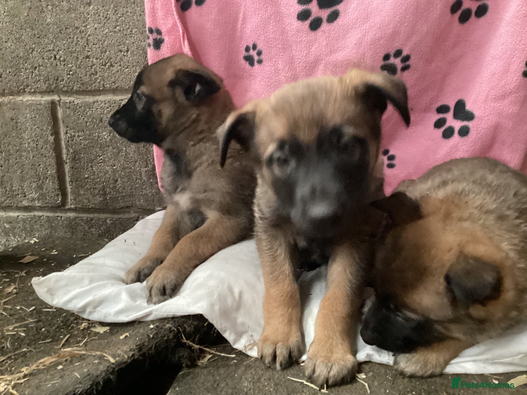 Belgian Shepherd Dog dogs for sale: Belgian shepherd puppies - Image 4