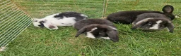 Mini Lop rabbits for sale: Mini Lops Ready Now - Advert 11
