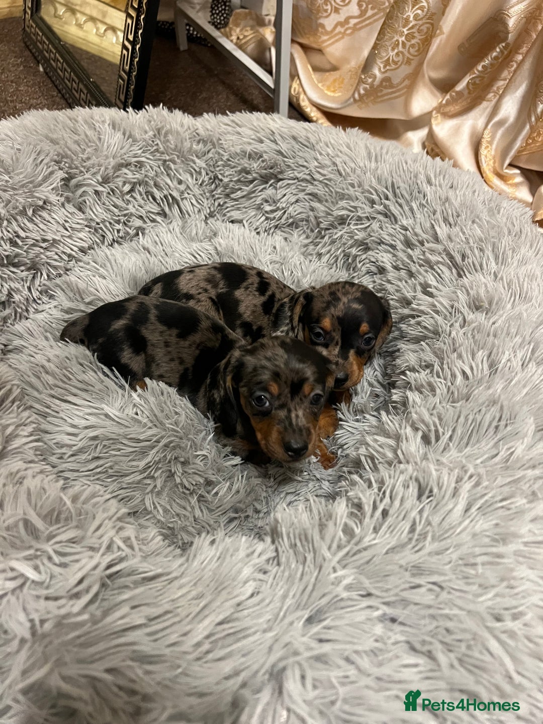 Miniature Dachshund dogs for sale: gorgeous dachshund puppy(1girl left)🐶🐾  - Advert 9