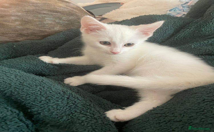 Domestic Shorthair cats - Advert 2