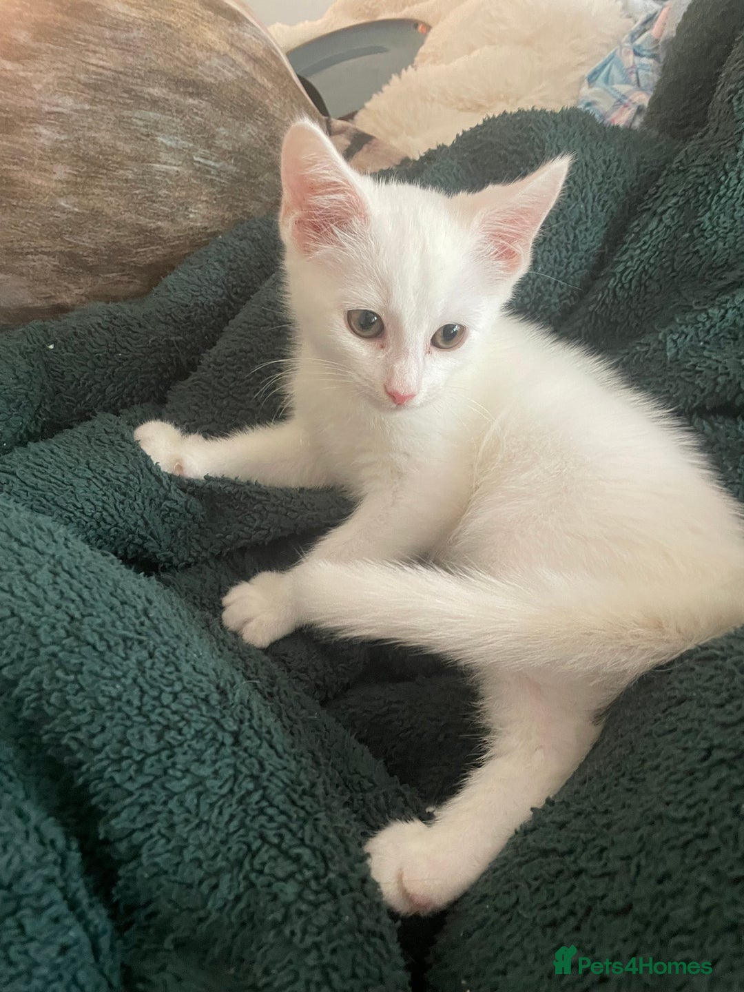 Domestic Shorthair cats for sale: Sweet boy Charlie - Image 1