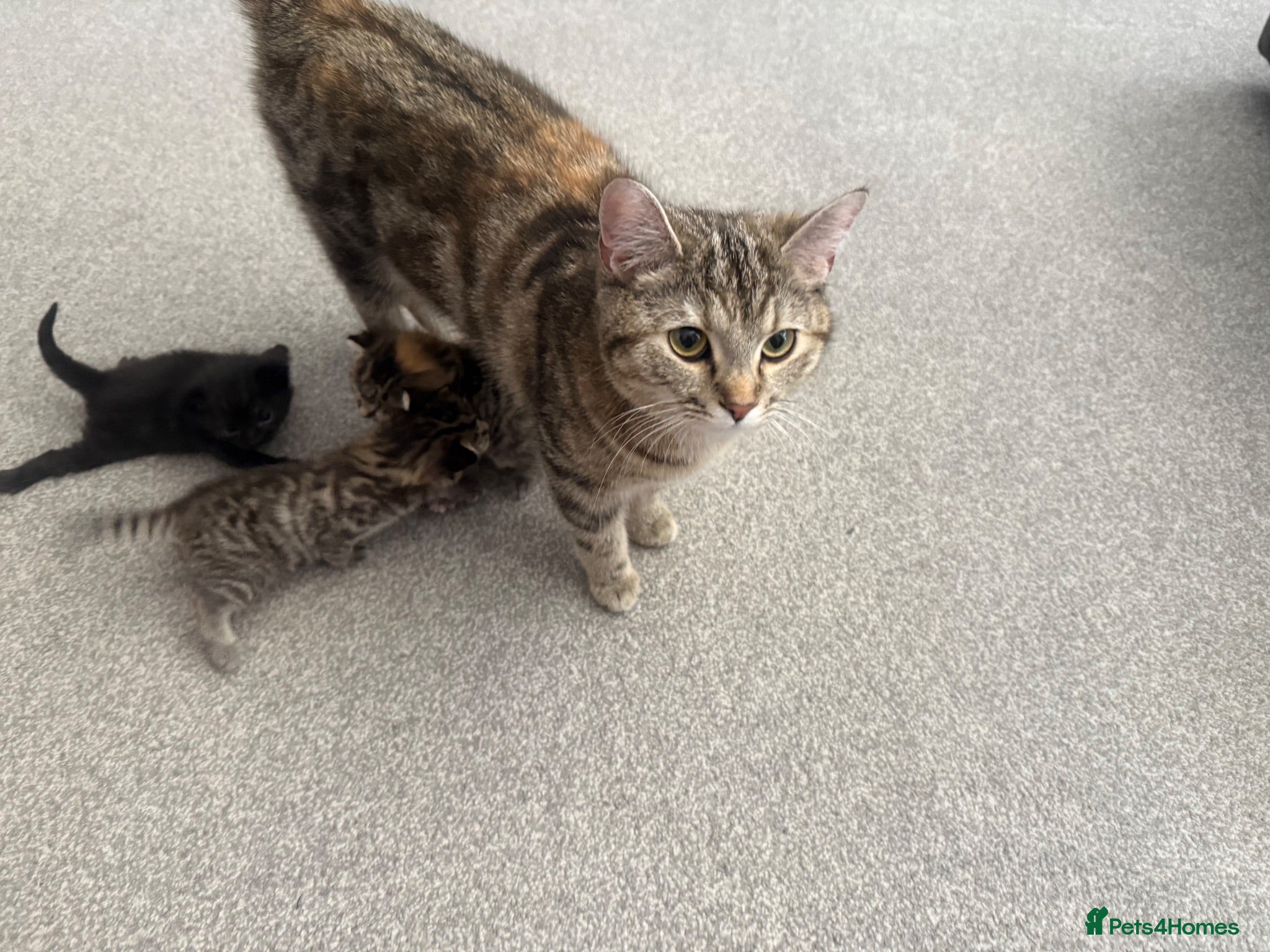 Mixed Breed cats Kittens for sale - Advert 4