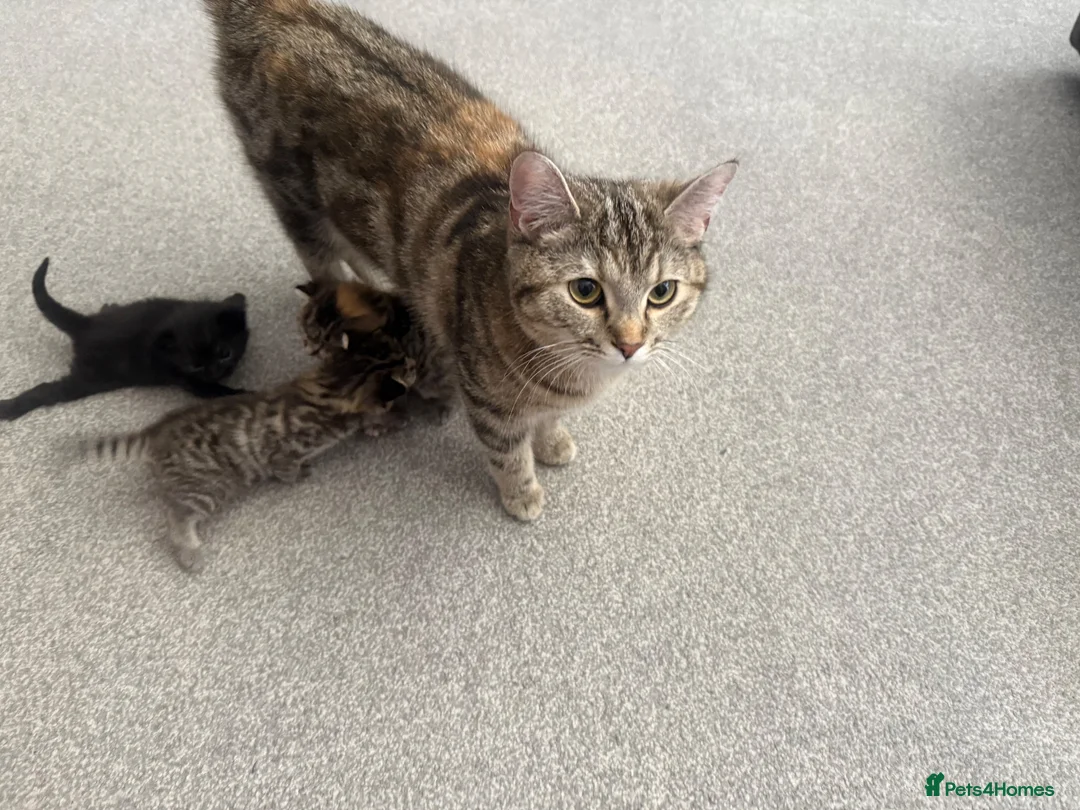 Mixed Breed cats for sale: Kittens for sale - Advert 1