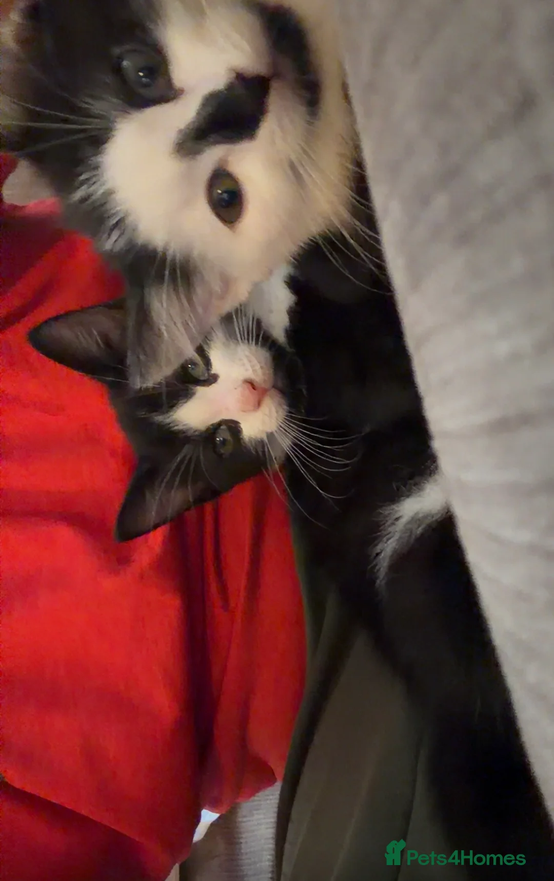 Mixed Breed cats for sale: 3 beautiful kittens for sale  - Advert 3
