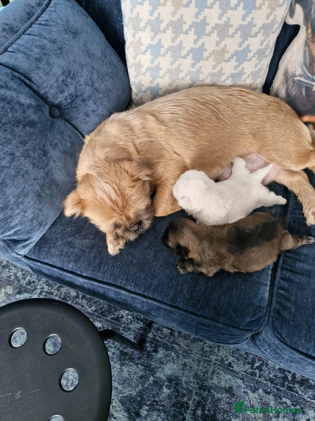 Mixed Breed dogs for sale: 2 pug x shih tzu in Wigan - Advert 1