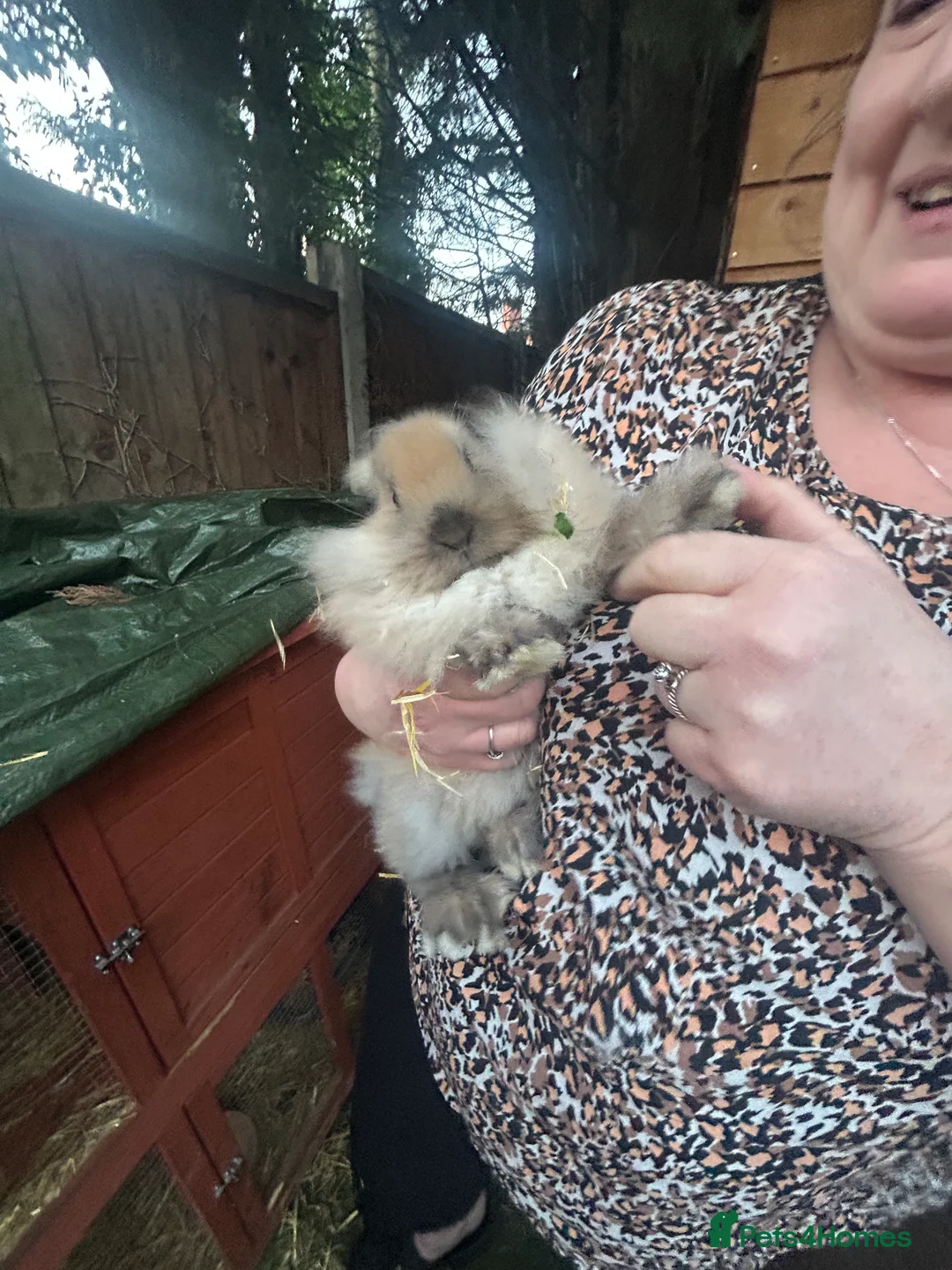 Lionhead rabbits for sale: Faye  in Wolverhampton - Advert 6