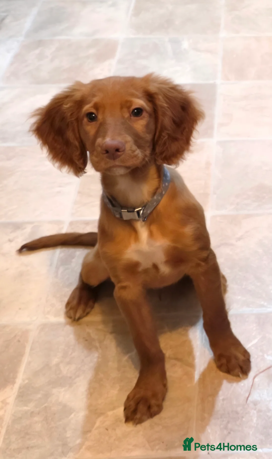Cocker Spaniel dogs for sale: 15 week old cocker spaniel pup - Advert 7