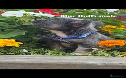 French Bulldog dogs for sale: Beautiful fluffy/ fluffy carrier Frenchie pups  - Image 15