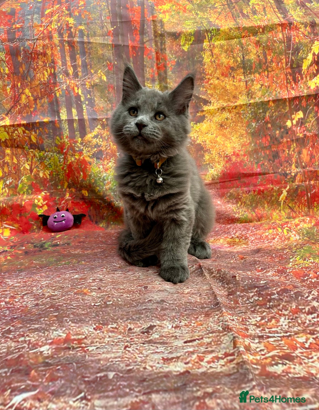 Maine Coon cats for sale: ❤️ Ready to go . GCCF Mainecoon kittens available  - Advert 17