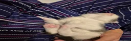 Ragdoll cats for sale: Half ragdoll kittens - Advert 31
