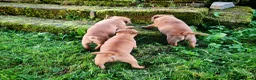 Staffordshire Bull Terrier dogs for sale: GORGEOUS RED STAFFORDSHIRE BULL TERRIER PUPPIES - Advert 13