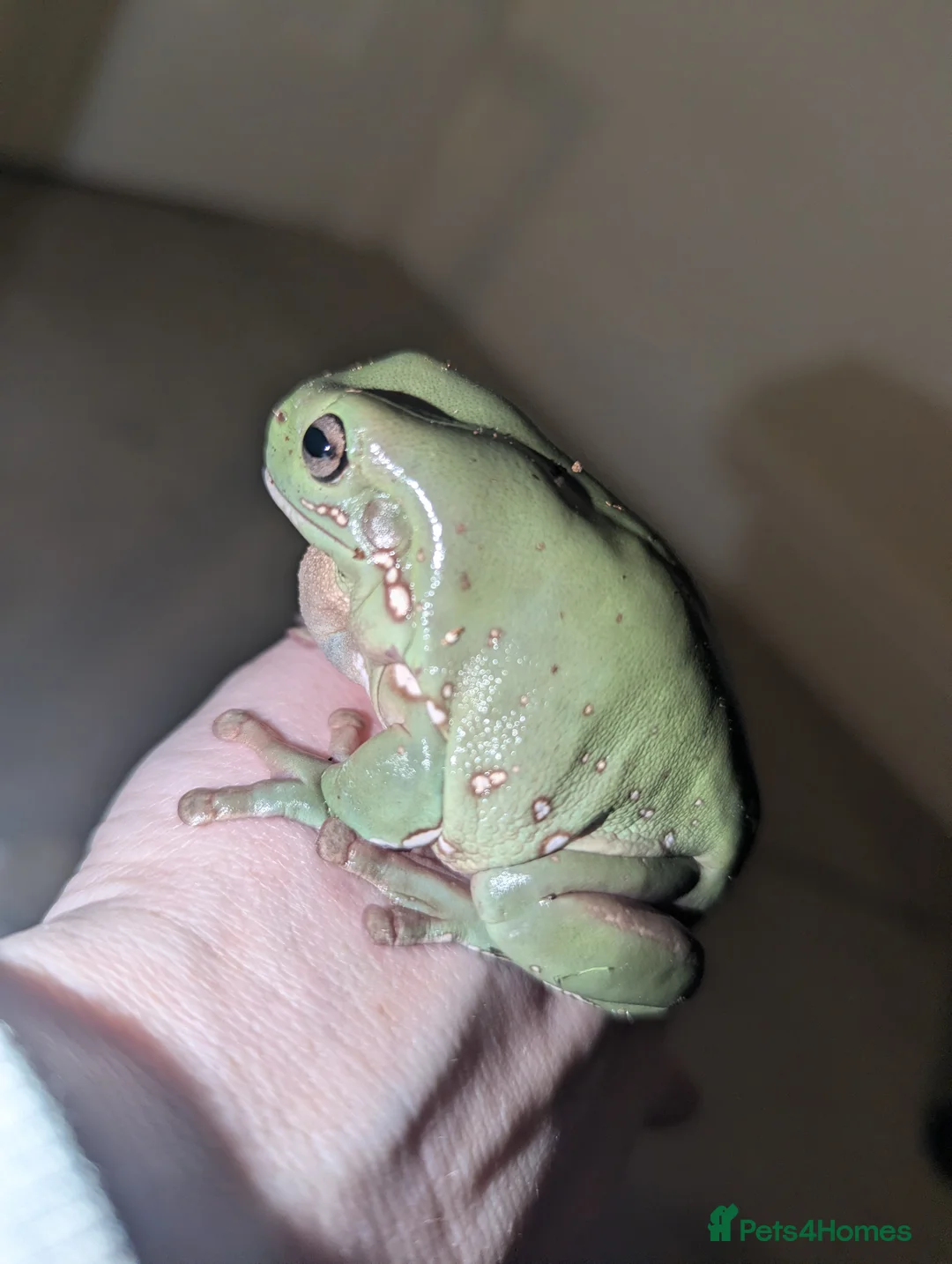 Frog reptiles for sale: Whites tree frog tadpoles ready soon - Advert 5