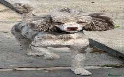 Mixed Breed dogs for sale: Gorgeous fluffy Yorkiepoos - Image 8