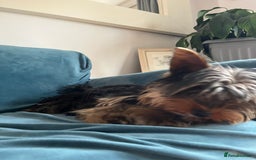 Yorkshire Terrier dogs for sale: MINI PEDIGREE YORKSHIRE TERRIER FOR SALE - Image 4