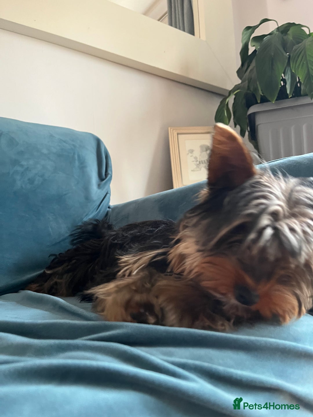 Yorkshire Terrier dogs for sale: MINI PEDIGREE YORKSHIRE TERRIER FOR SALE - Image 4