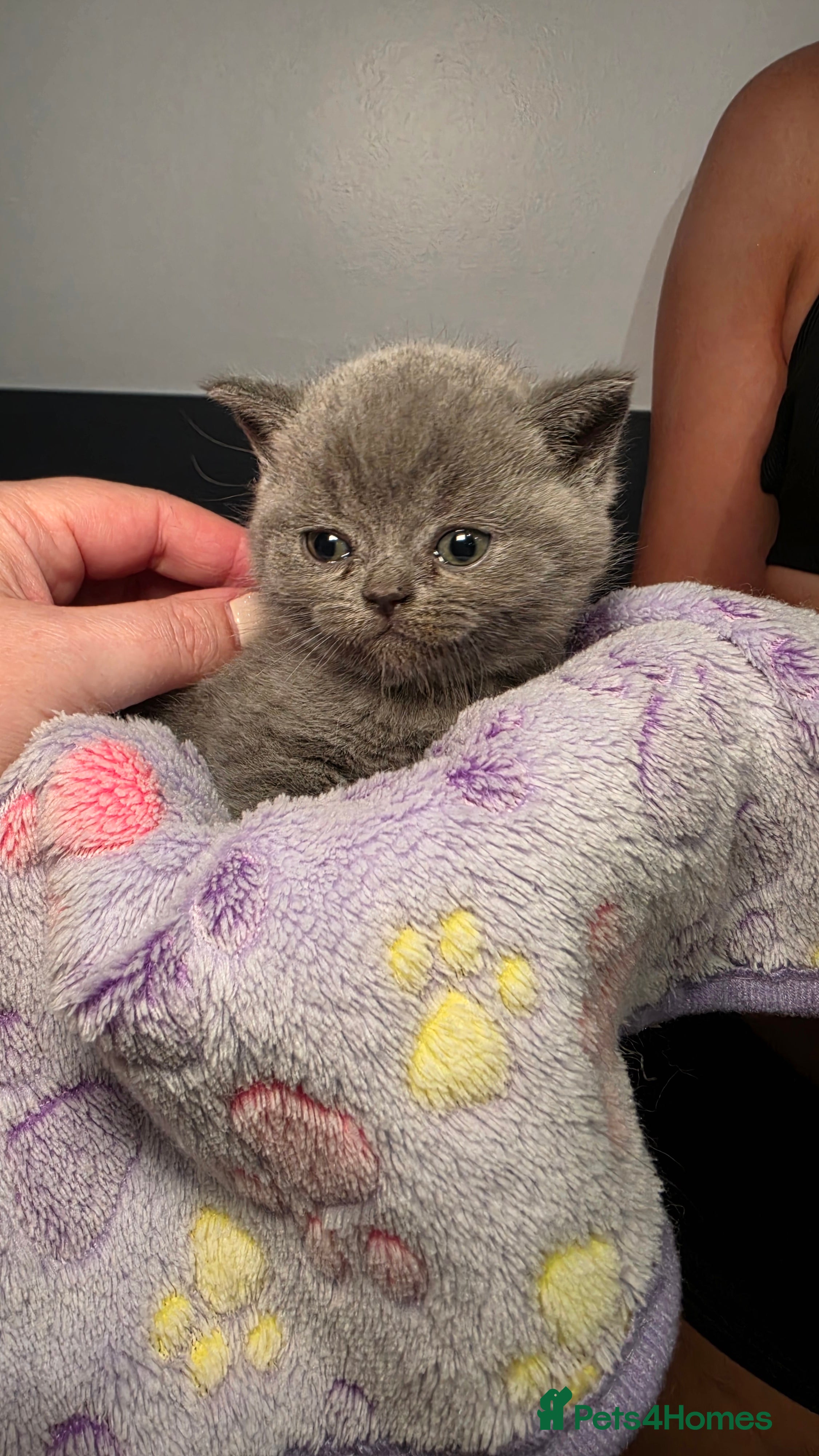 British Shorthair cats Beautiful blue/ lilac British shorthair kittens  - Advert 2