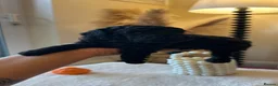 Toy Poodle dogs for sale: 2 Tiny toy poodles in Bristol - Advert 15
