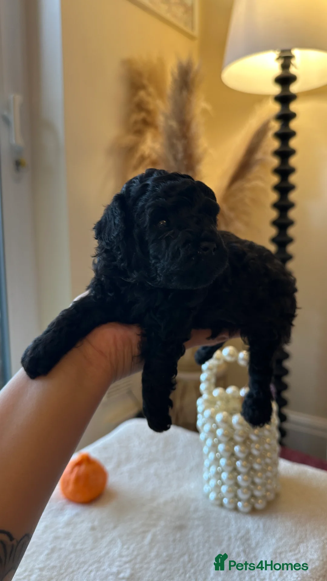 Toy Poodle dogs for sale: 2 Tiny toy poodles in Bristol - Advert 15