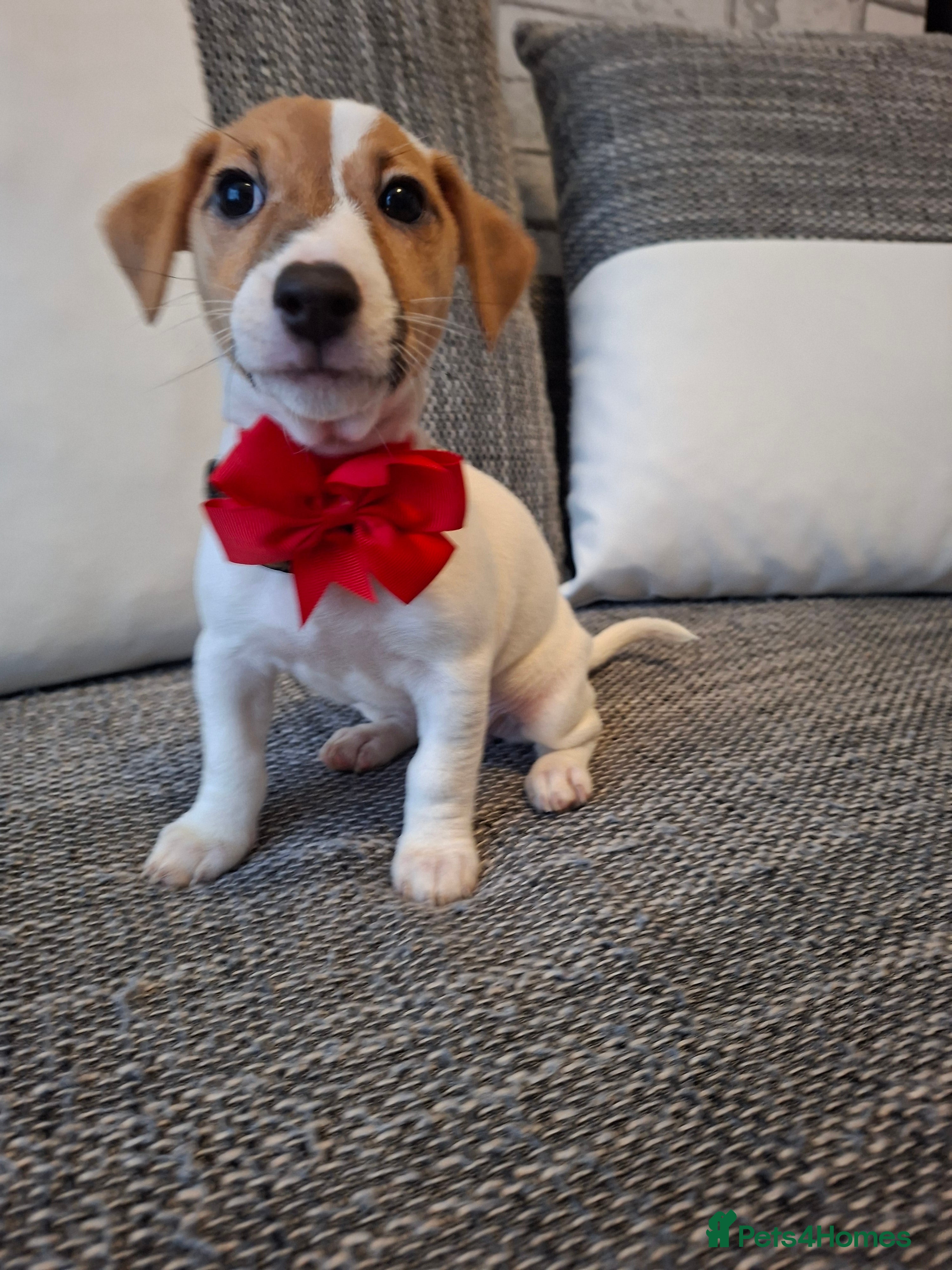 Jack Russell dogs Beautiful Jack Russell puppies - Advert 6