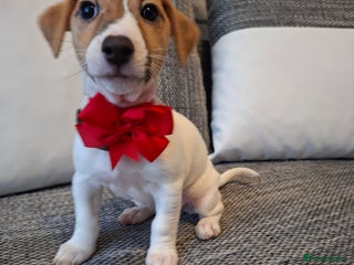 Jack Russell dogs Beautiful Jack Russell puppies - Advert 8