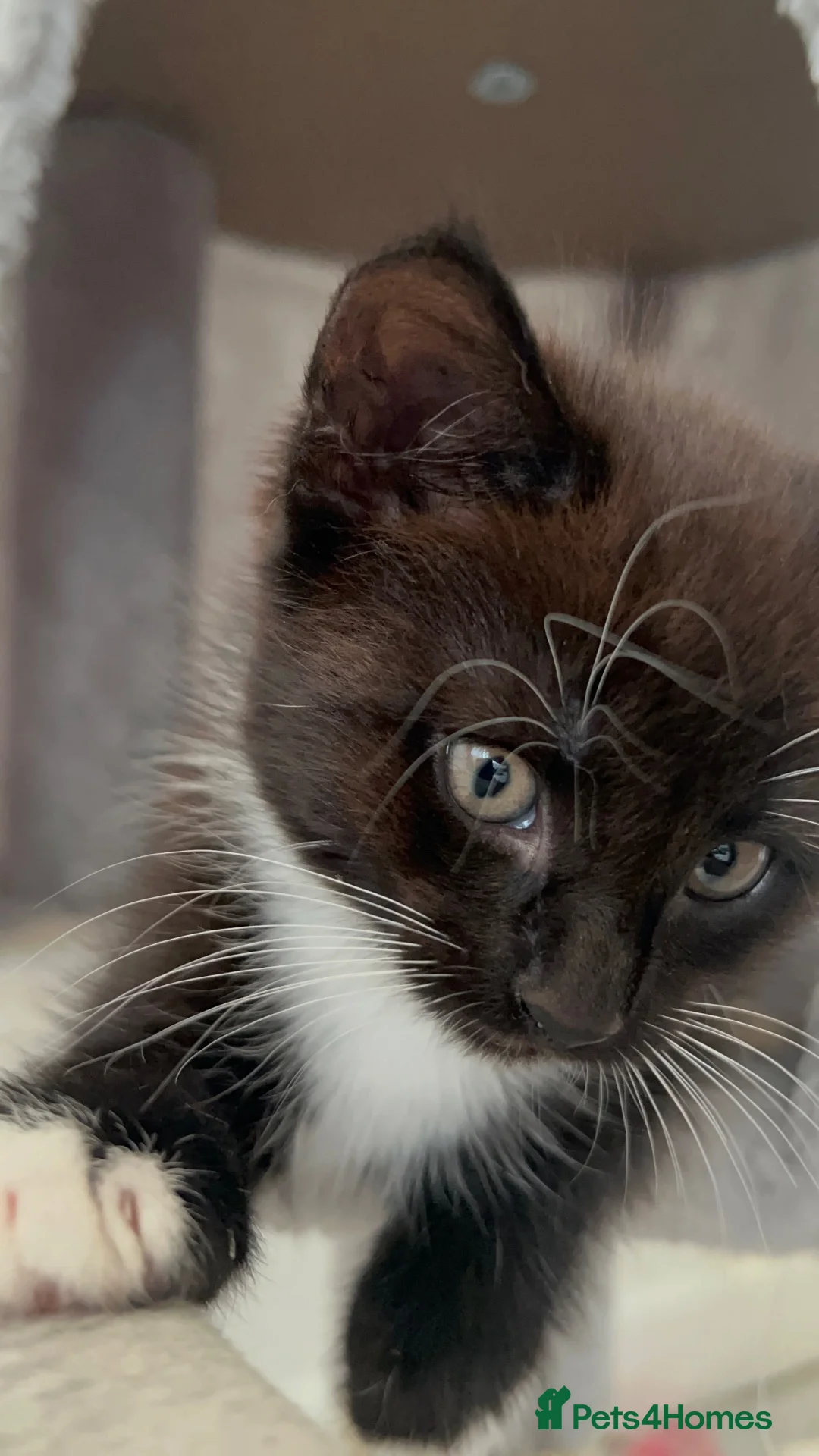 Mixed Breed cats for sale: 2 female tuxedos £70 - Advert 2