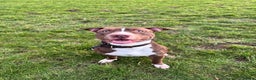 Mixed Breed dogs for sale: Reggie. Bull terrier cross.  - Advert 7