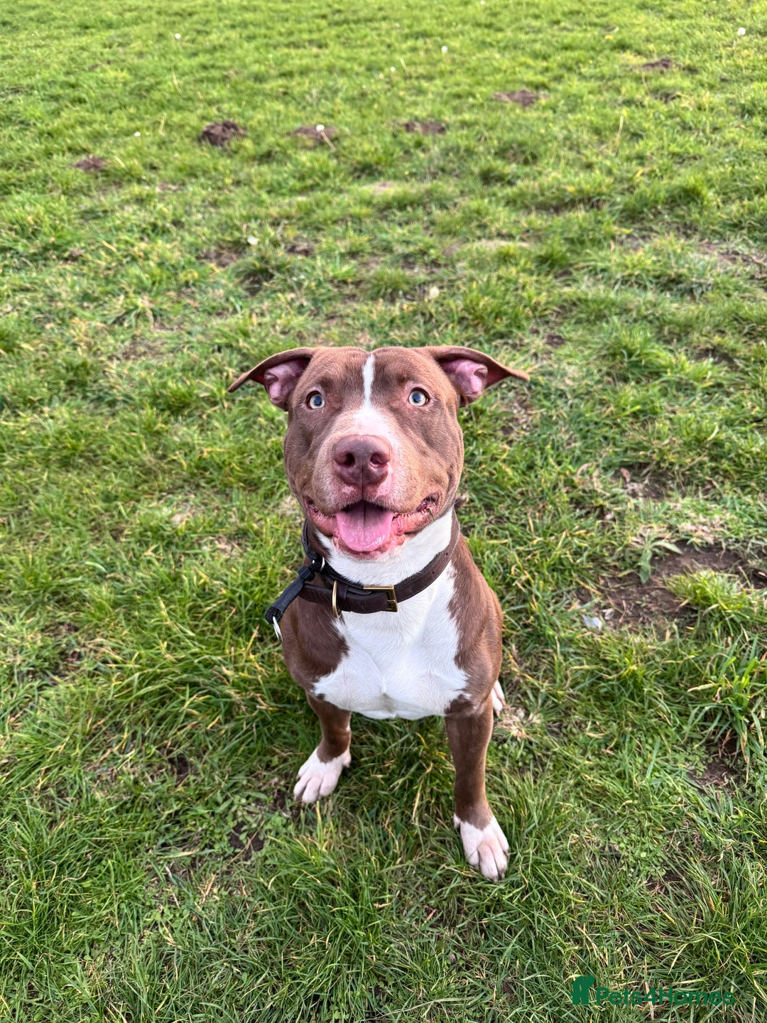 Mixed Breed dogs for sale: Reggie. Bull terrier cross.  - Advert 7