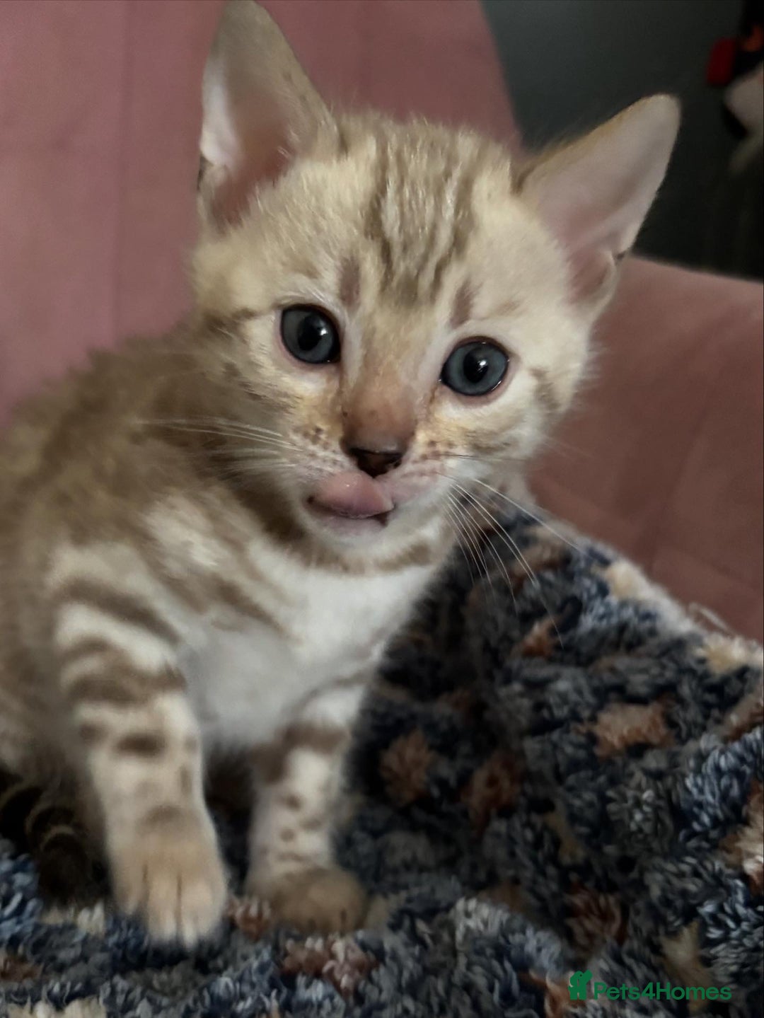 Bengal cats for sale: Stunning brown TICA reg boy bengal kitten - Image 14