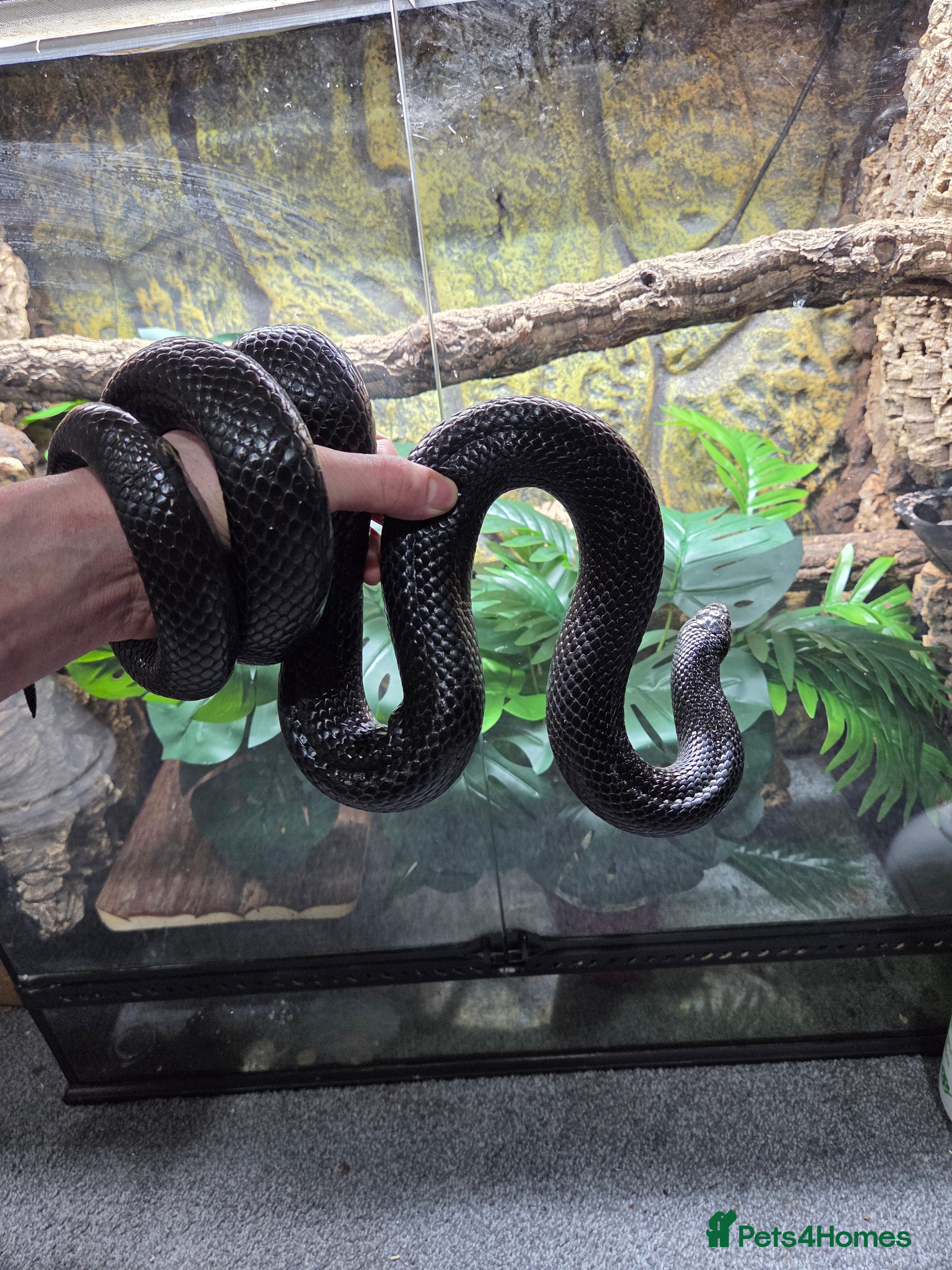 King Snake reptiles Prove pair Mexican black king snake - Advert 1