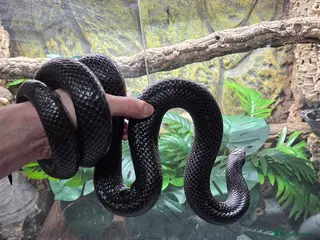 King Snake reptiles Prove pair Mexican black king snake - Advert 1