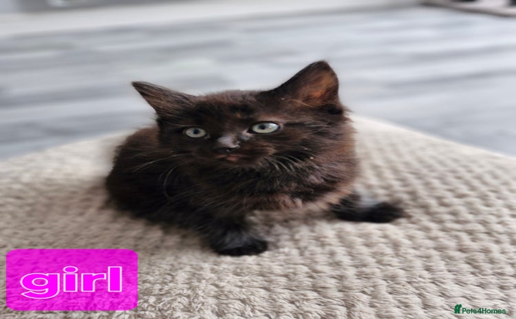 Ragdoll cats - Advert 11