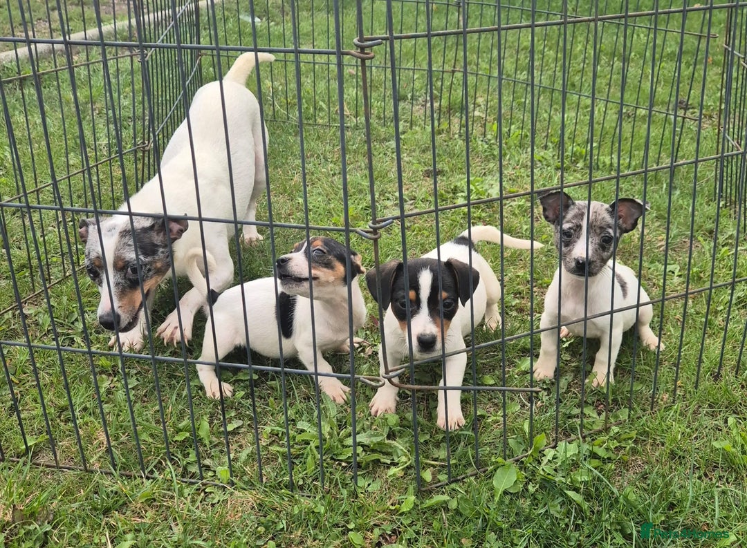 Jack Russell dogs for sale: Beautiful Jack Russell Puppies - Image 7