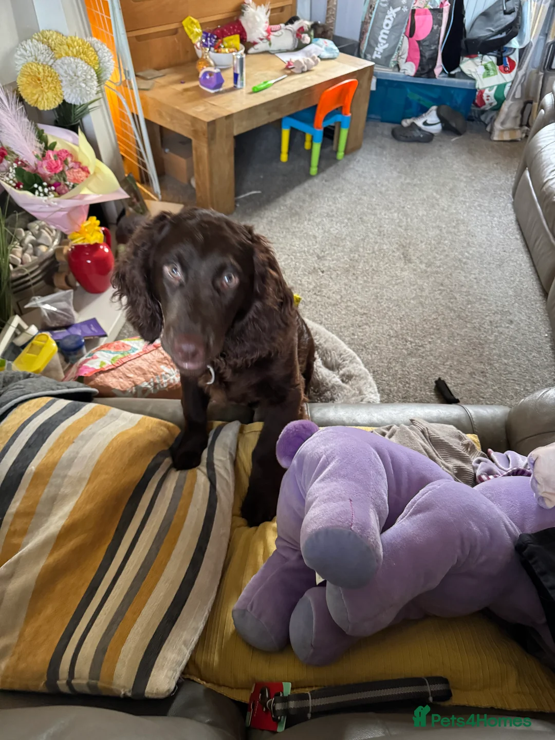 Cocker Spaniel dogs for sale: Cocker spaniel male pup 6 months old - Advert 3