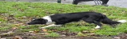 Mixed Breed dogs for sale: Shollie Puppies for Sale - Advert 19