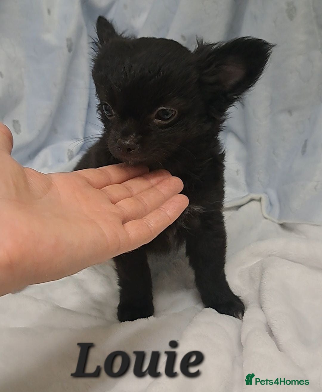 Chihuahua dogs Long Coat Chihuahua pups - Advert 21