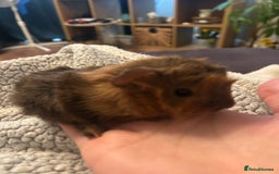 Guinea Pig rodents for sale: One female guinea pig  - Image 1