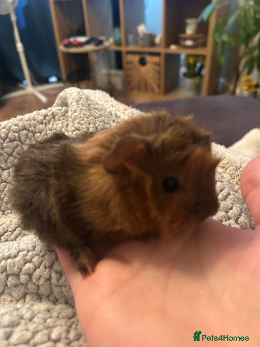 Guinea Pig rodents for sale: One female guinea pig  - Image 1